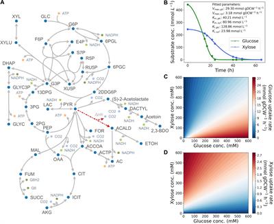 Thermodynamic and Kinetic Modeling of Co-utilization of Glucose and Xylose for 2,3-BDO Production by Zymomonas mobilis